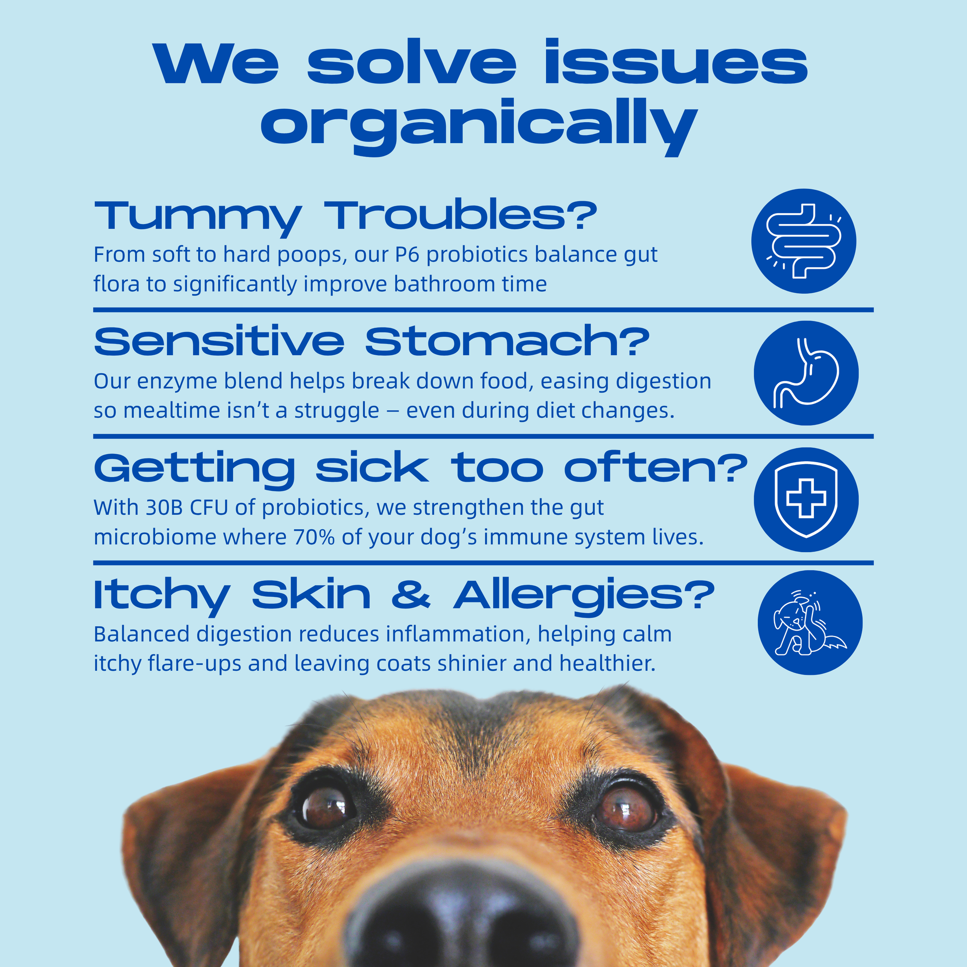 Gut Health - Digestive Probiotic